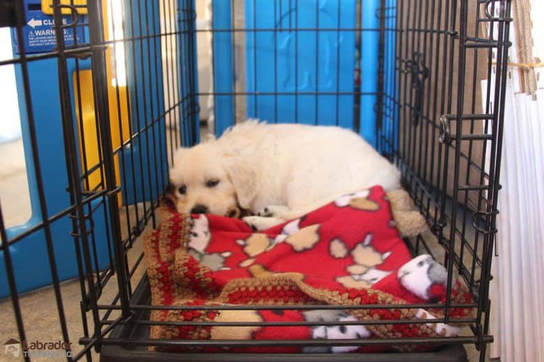 White puppy lies down in the back of his crate with the door open. There's a red blanket with little poodles on it.