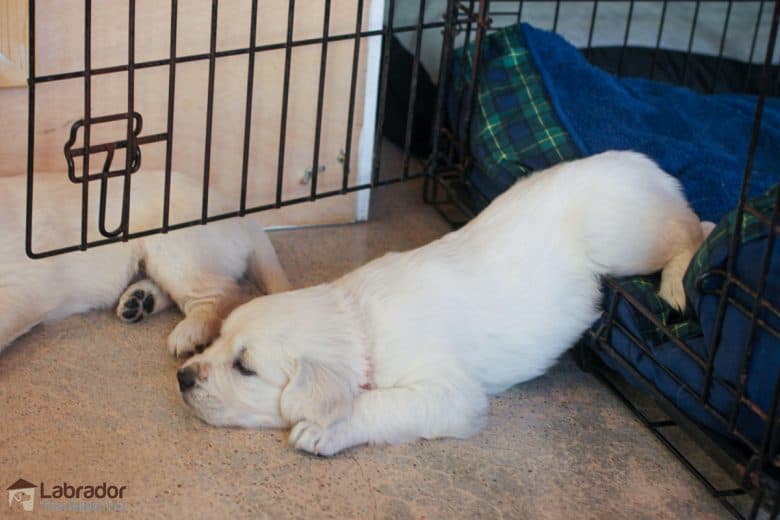 How To Crate Train A Puppy - White Golden Retriever puppy lies half inside and half outside of his crate.