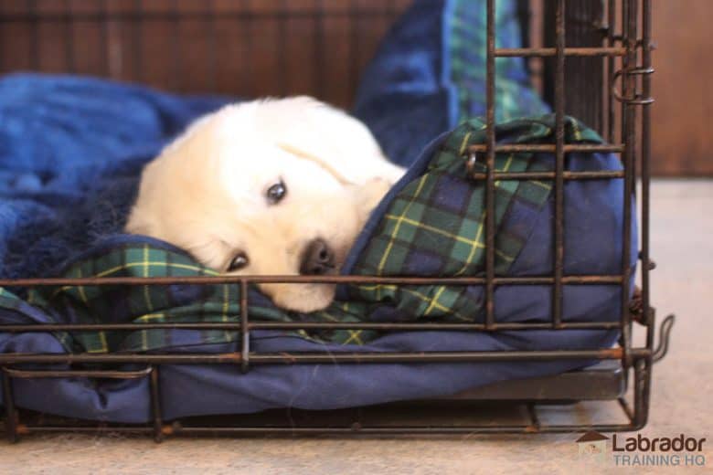 How To Crate Train A Puppy At Night - White Golden Retriever puppy lying on his blue dog bed inside his crate.