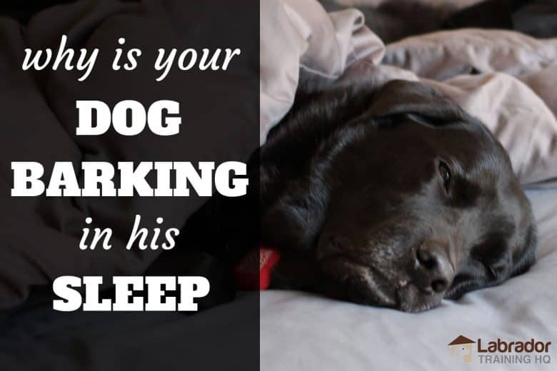 Why is your dog barking in his sleep? - Older black Lab sleeping in human bed.