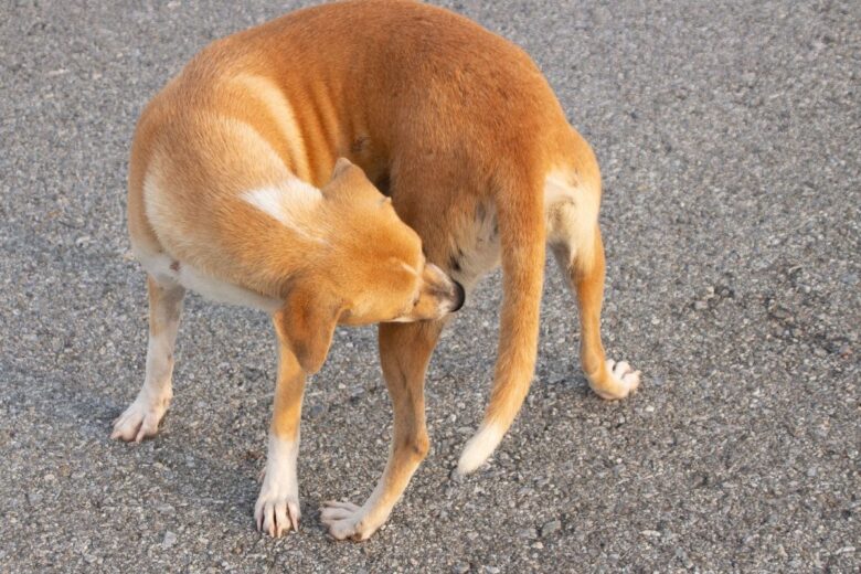 Lab mix walking around in circles.