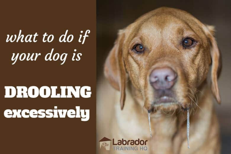 What To Do If Your Dog Is Drooling Excessively - Yellow Lab staring with drool coming out of his jowls.