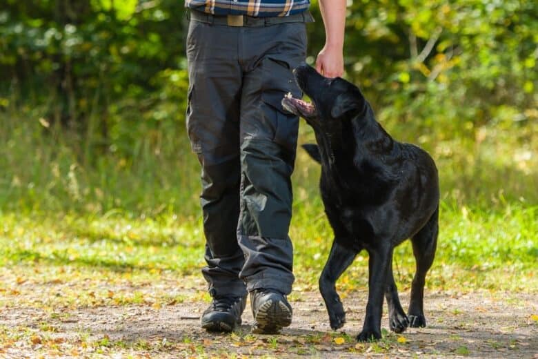 Some Leash Training Helps a German Shepherd Puppy Learn to Heel: Dog Gone  Problems