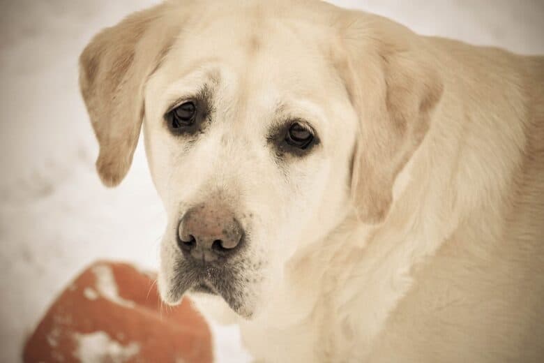 Older Yellow Lab looking back at the camera with red object on the ground below.