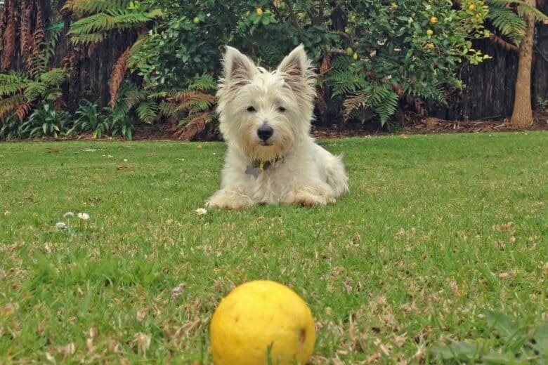 Little dog in the grass staring at a lemon