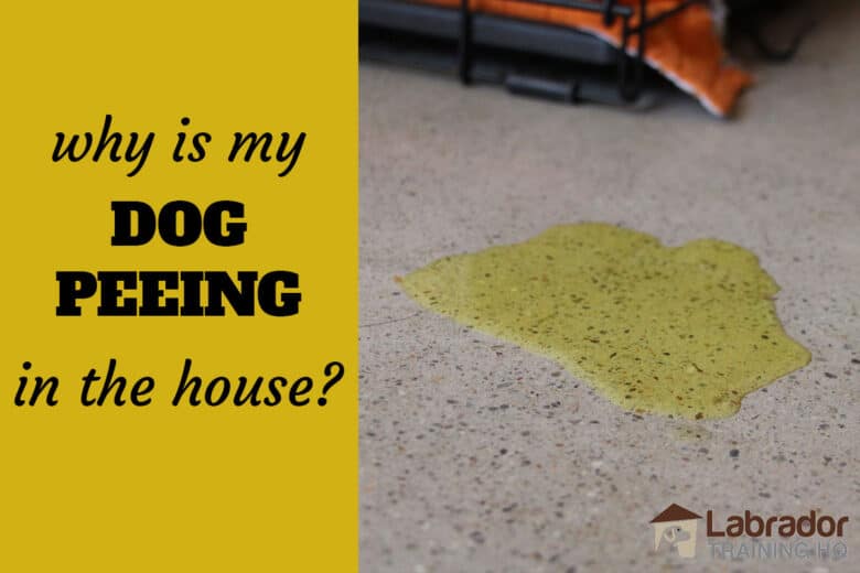 Why Is My Dog Peeing In The House? - Pee spot on the concrete floors with edge of crate and orange blanket nearby.