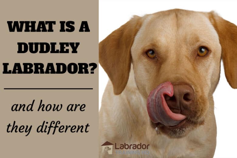 What Is A Dudley Labrador And How Are They Different? Picture of a Dudley (pink nose) Labrador licking his nose.