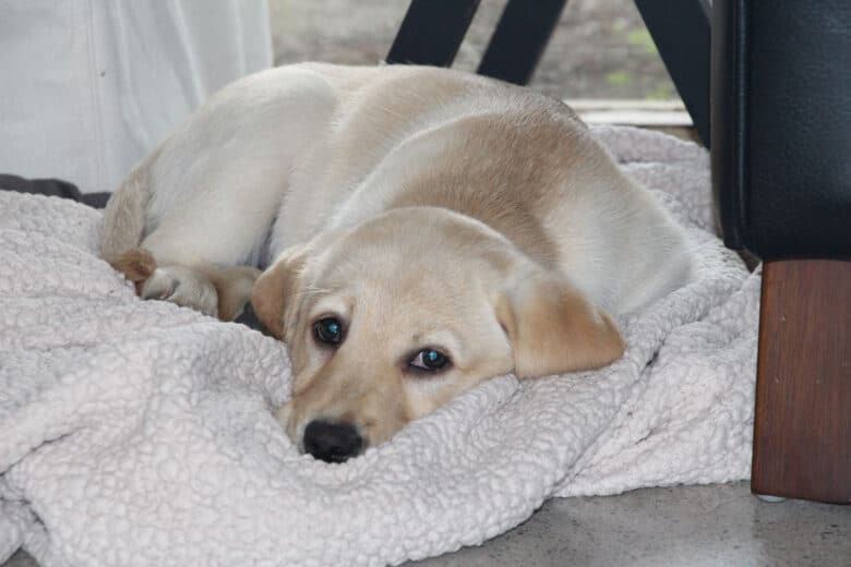 What are the easiest dog breeds for new dog owners? - yellow Labrador Retriever puppy lying down on fleece blanket