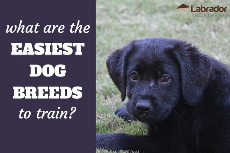 What Are The Easiest Dog Breeds To Train? What do you think are the easiest dogs to train? Number 1 on our list is pictured here...a cute black Lab puppy.