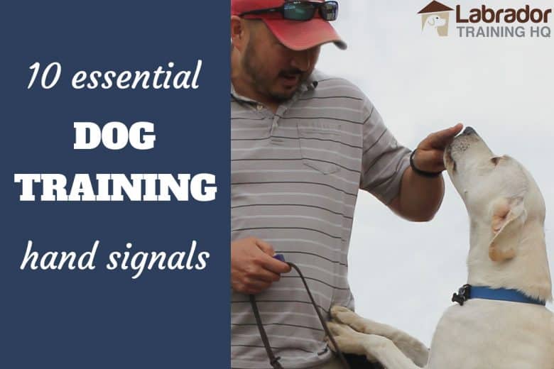 10 Essential Dog Training Hand Signals - Labrador Retriever touches fingers with his nose.