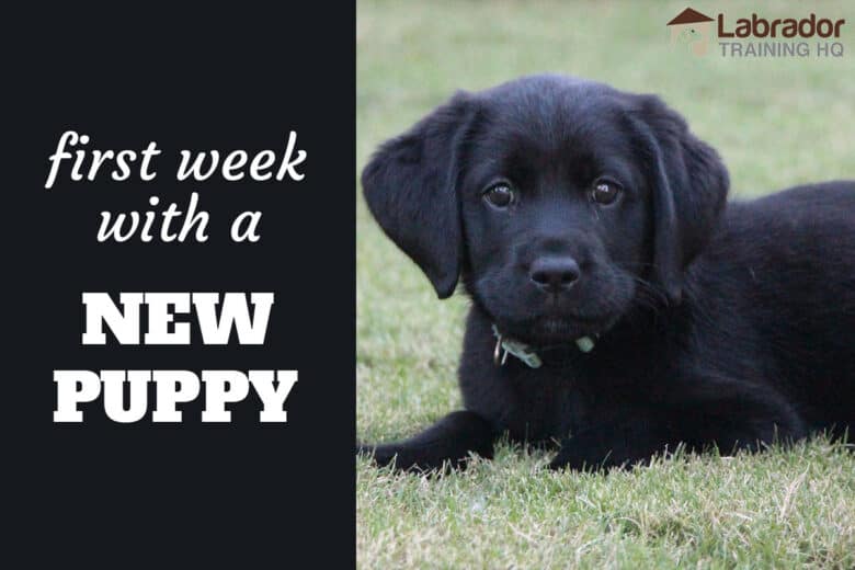 First Week With A New Puppy - Black Labrador Retriever puppy lying down in the grass staring at you.