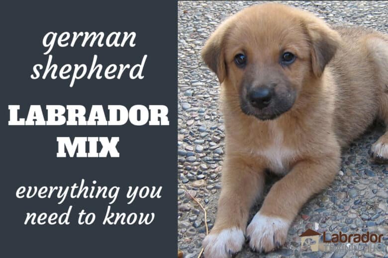 Everything You Need To Know About German Shepherd Lab Mix Dogs -  Labradortraininghq