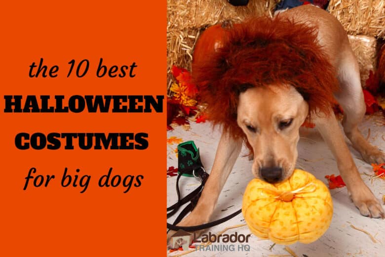 The 10 Best Halloween Costumes For Big Dogs. Yellow Lab puppy with lion's mane carrying around pumpkin dog toy.