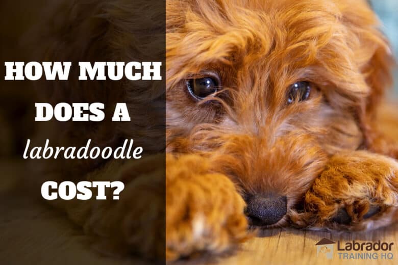 How Much Does A Labradoodle Cost? - brown Labradoodle lying on floor with head between paws.