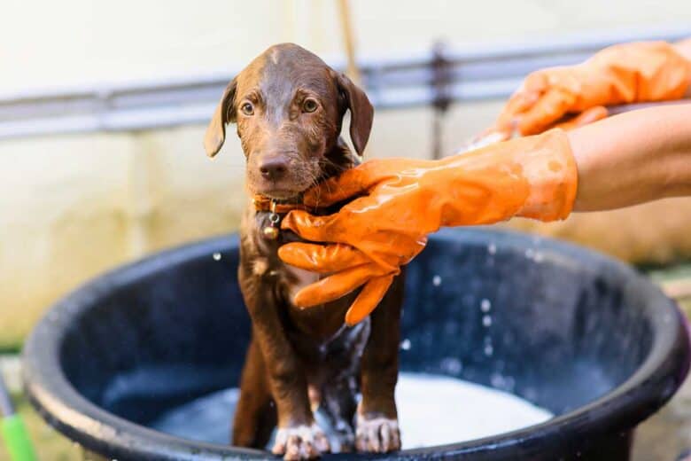 how often to bathe a puppy