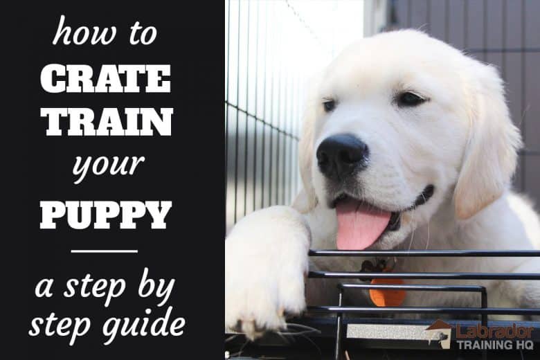 How To Crate Train A Puppy: Day, Night, Even If You Work (2023)