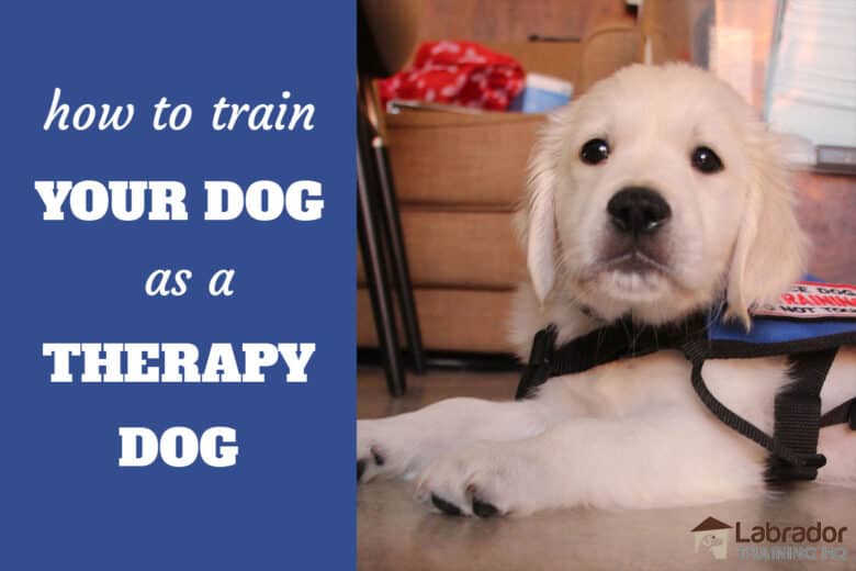 How To Train Your Dog As A Therapy Dog - English Cream Golden Retriever puppy in a down wearing a therapy dog jacket.