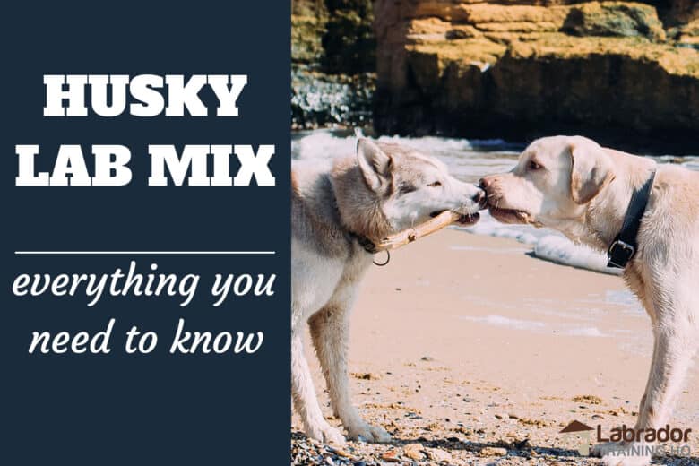 Husky Labrador Mix - Everything Your Need To Know. A Siberian Husky and a Yellow Labrador Retriever playing tug of war with a stick in the sand on the beach.