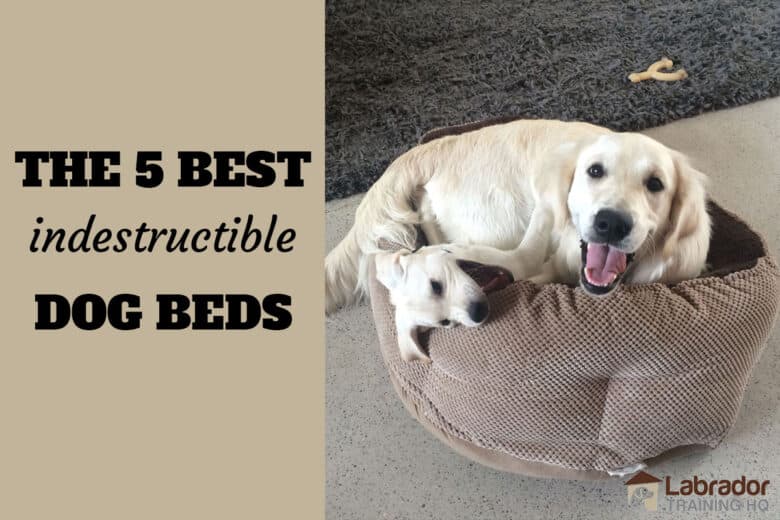 The 5 Best Indestructible Dog Beds - White Lab puppy and Golden Retriever wrestle inside brown dog bed.