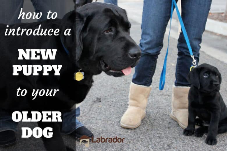 How To Introduce A New Puppy To Your Older Dog - Older black labrador standing next to sitting black lab puppy.