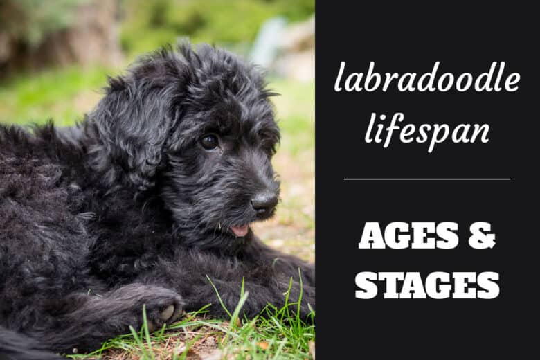 Labradoodle Lifespan - Ages & Stages - Black Labradoodle puppy lying down in the grass.