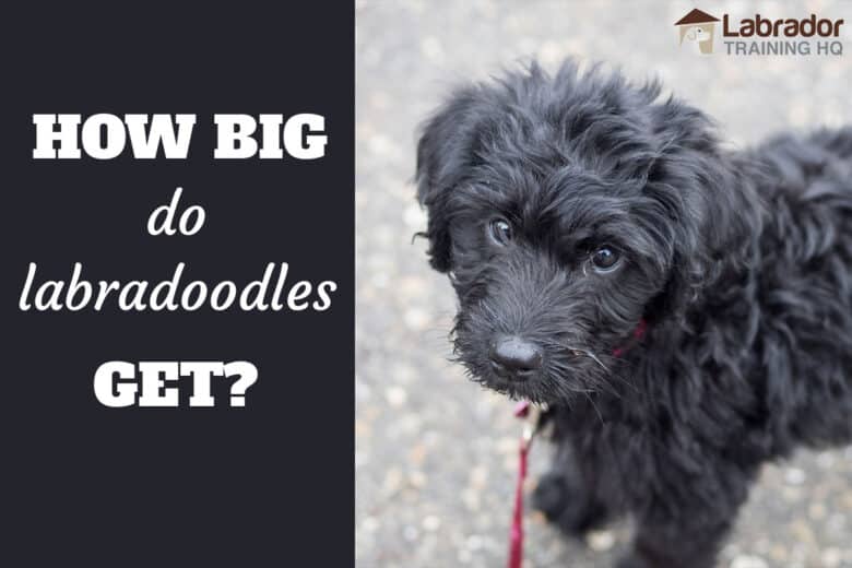 How Big Dog Labradoodles Get? - Black Labradoodle standing looking towards camera.