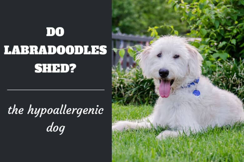 Do Labradoodles Shed? The Hypoallergenic Dog - White Labradoodle in a down stay in the grass.