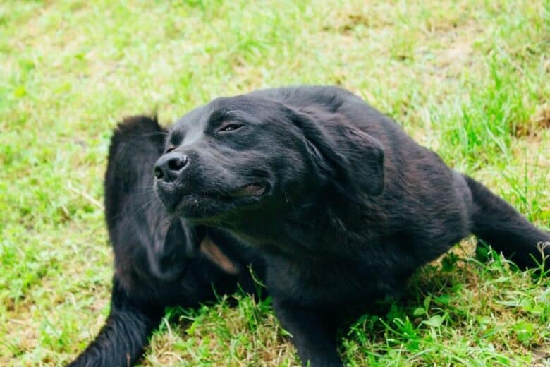 Black lab scratching - can dogs get lice?