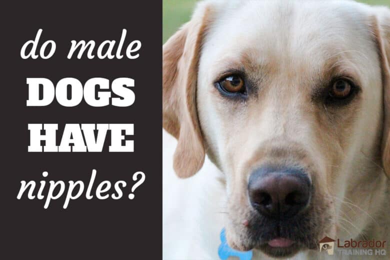 Do Male Dogs Have Nipples? - Pic of a male yellow Lab (mostly his head) staring back at the camera.