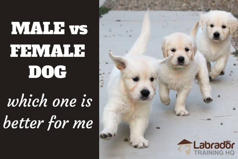 Male vs Female Dog Which One Is Better For Me? - Three English Cream Golden Retriever puppies charging towards the camera.