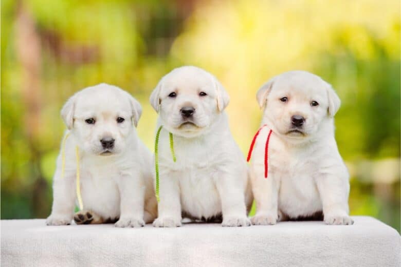 Perfect puppy - 3 yellow (white) labrador retriever puppies sitting in a row.