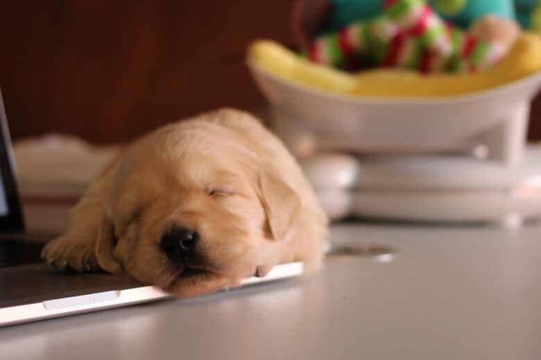 Pet Adoption Papers - How To Ace Your Dog Adoption Application - Golden Retriever puppy lying on the desk waiting to be adopted.