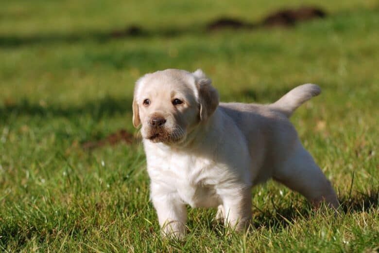 Yellow Labrador Retriever puppy getting ready to go potty in the grass.