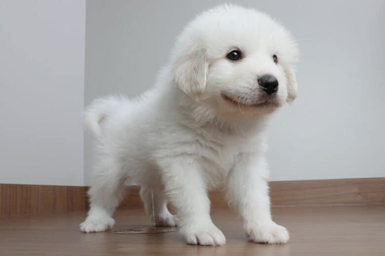 White fluffy pupy peeing on the floor.