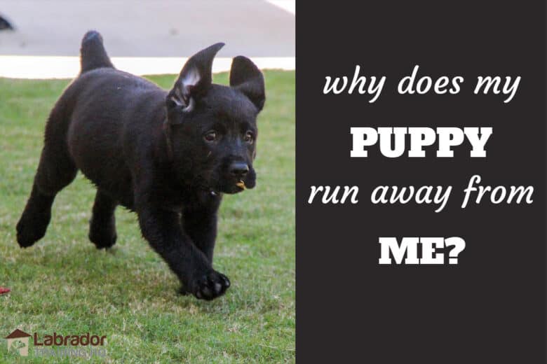 Why Does My Puppy Run Away From Me? Black Lab puppy running across the lawn with a leaf in her mouth.