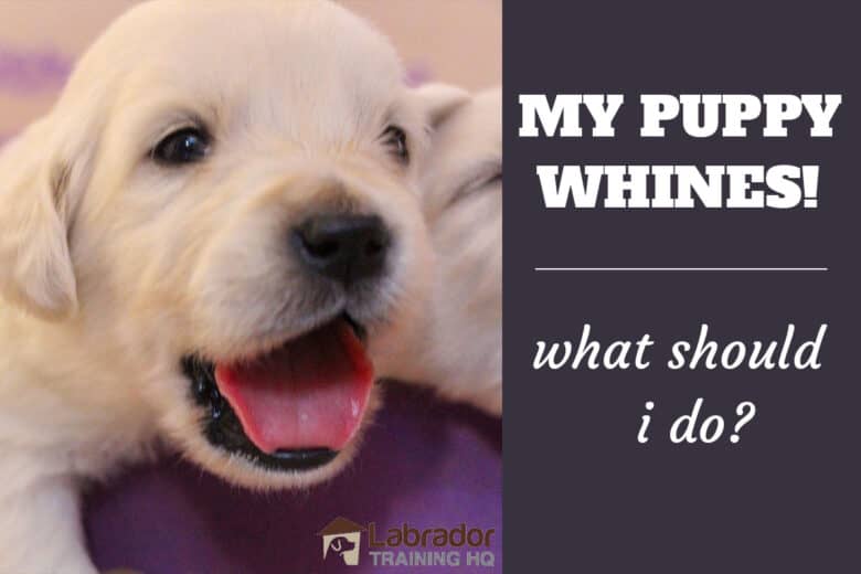 My Puppy Whines! What Should I Do? - Light colored puppy with mouth wide open.