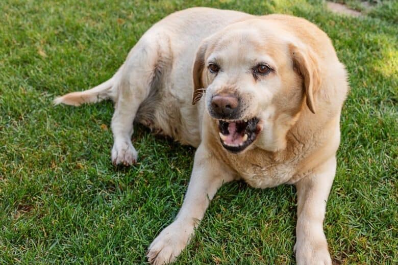 Reactive Yellow Labrador Retriever growling