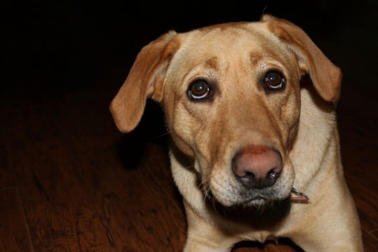 Yellow lab dog looking anxious