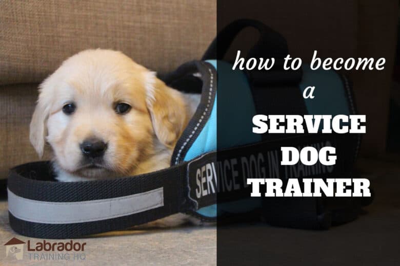 How To Become A Service Dog Trainer - Puppy in a service dog jacket that is way to big for him.