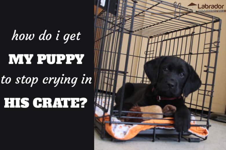 How Do I Get My Puppy To Stop Crying In His Crate? - Black Labrador Retriever puppy down in his wire crate with the door open.