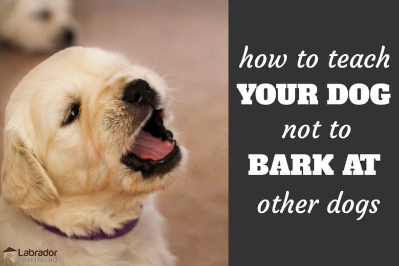 How to teach your dog not to bark at other dogs. picture of yellow puppy barking.