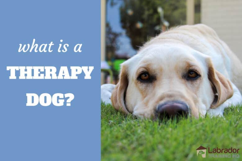 What Is A Therapy Dog? - Yellow Lab lying in the grass staring back at the camera.