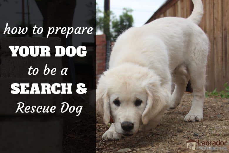 How to prepare your dog to be a search and rescue dog. - Yellow puppy sniffing along dirt path.