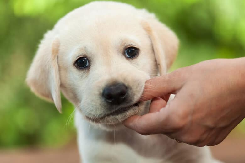 what do puppy teeth look like when they fall out