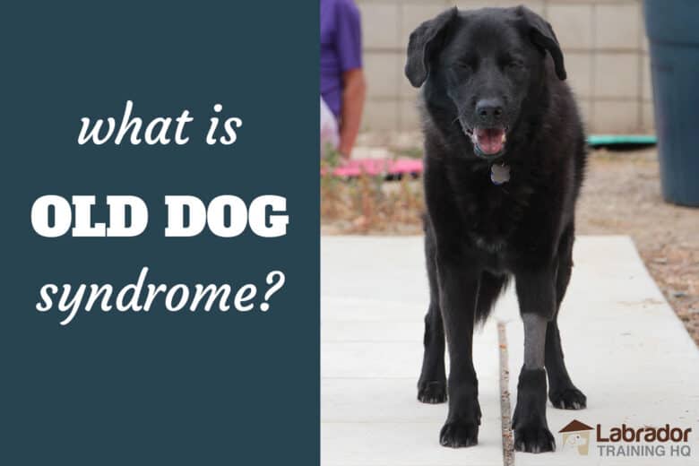 What Is Old Dog Syndrome? - Senior Black Lab Mix dog standing on concrete with eyes partially closed and front left leg shaved.