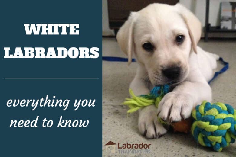 White Labradors - Everything You Need To Know - White Labrador Retriever puppy lying on the floor chewing on his blue green rope toy