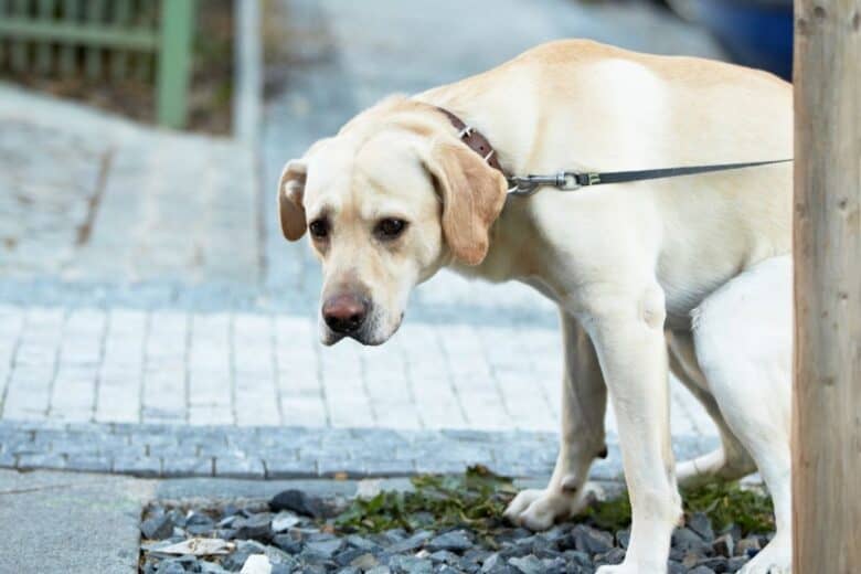 Yellow Dog Poop - Yellow dog taking a yellow poop!