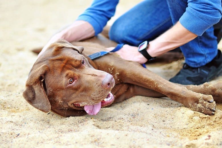 A choc lab laying down being stroked on a sandy beach