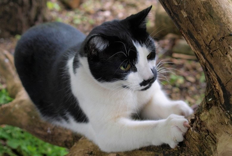 cat climbing and scratching tree
