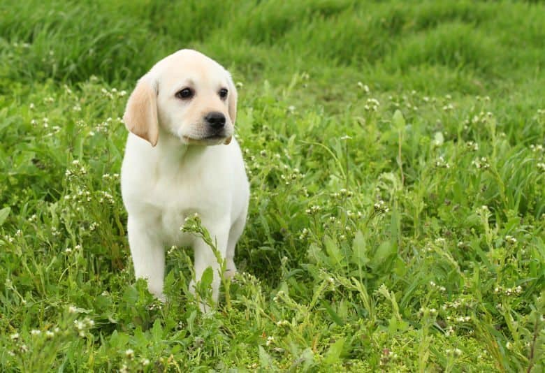 Yellow labrador puppy sitting in lush, long green grass